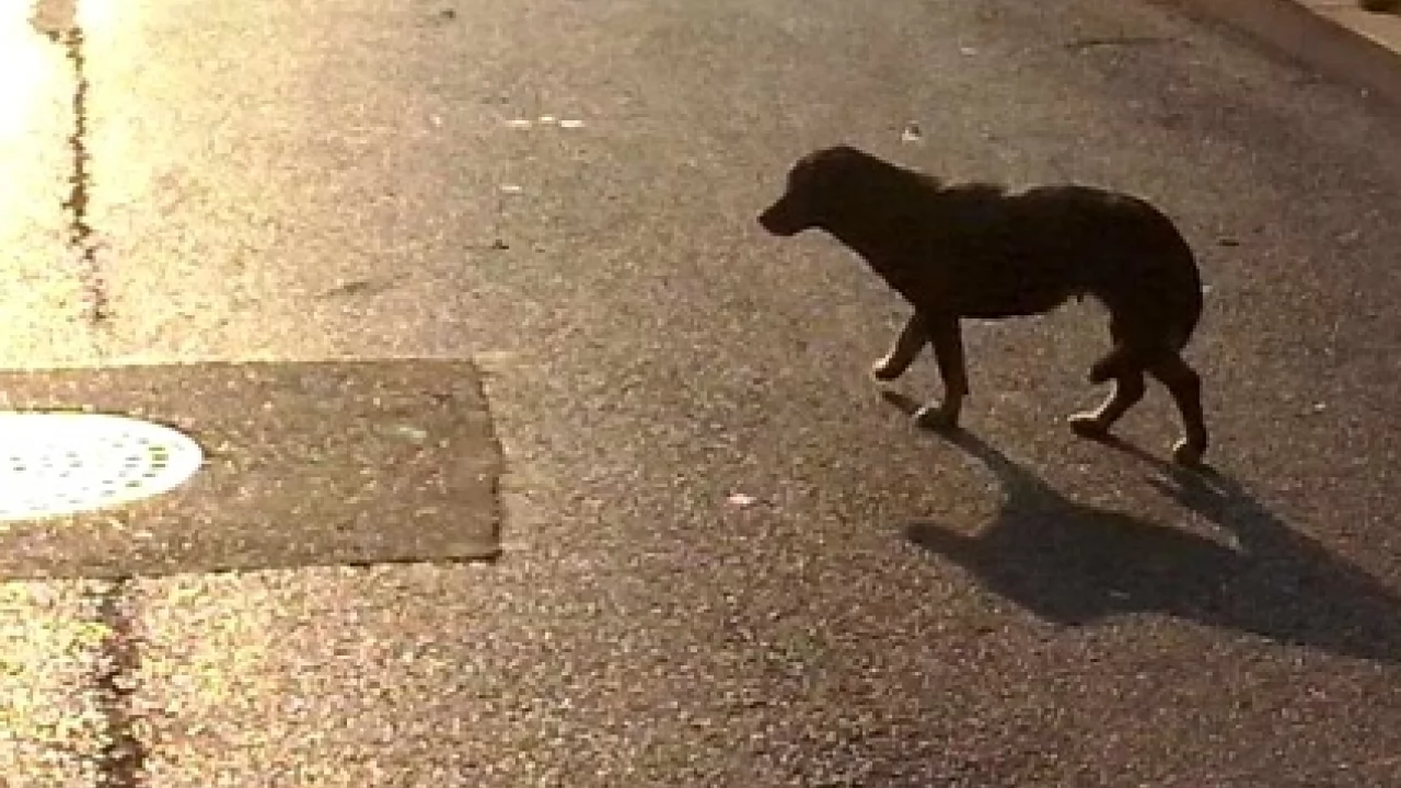 Kto puszcza samopas psy na terenie Starego Miasta?