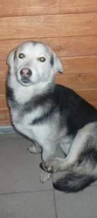 Porzucony piesek
