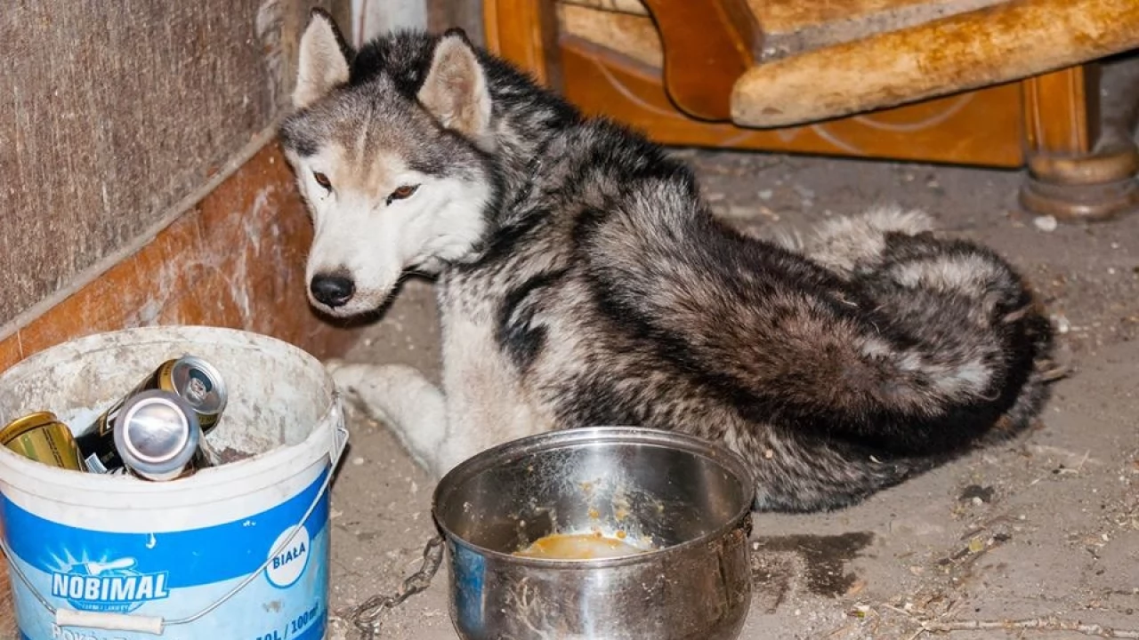 OTOZ Animals - "dziękujemy panu Piotrowi, że zareagował na cierpienie psa i uratował Diega"