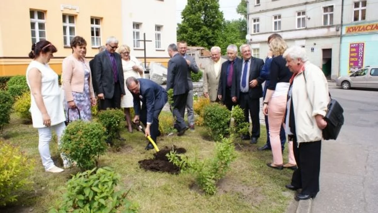 Pelplin. Dwa dęby świadectwem wolności
