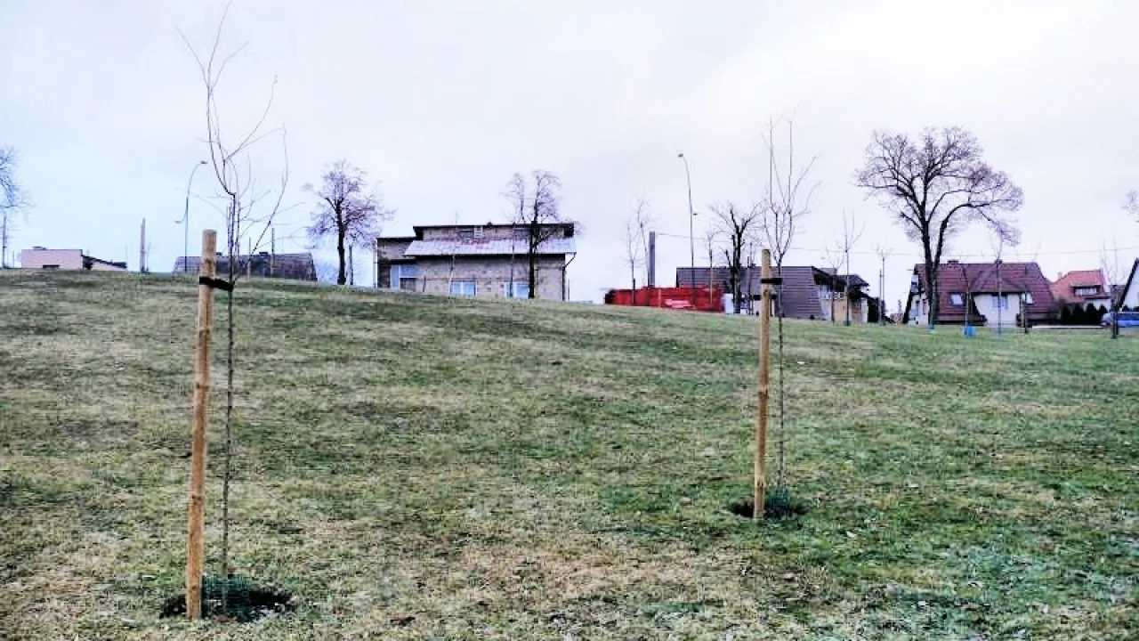 "Nasadzone drzewka przeszkadzają w bezpiecznych zjazdach"