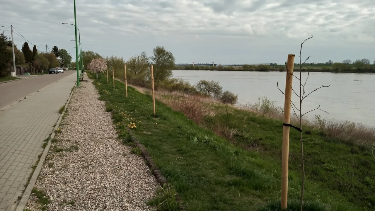 Sto młodych drzewek na ulicach Tczewa