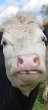 Krowy