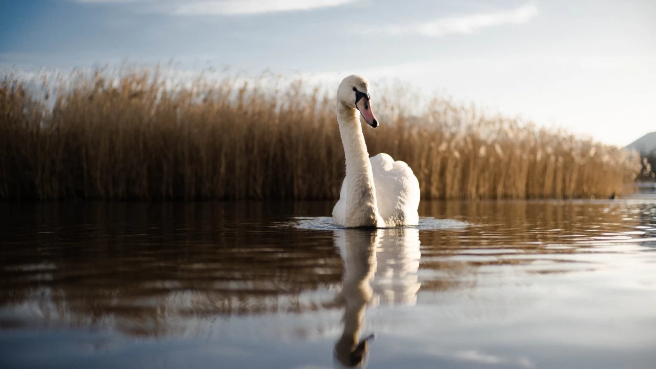 Czatkowy. Wysoce zjadliwa grypa ptaków H5N8 potwierdzona u łabędzia