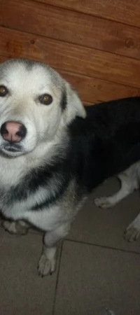 Porzucony piesek