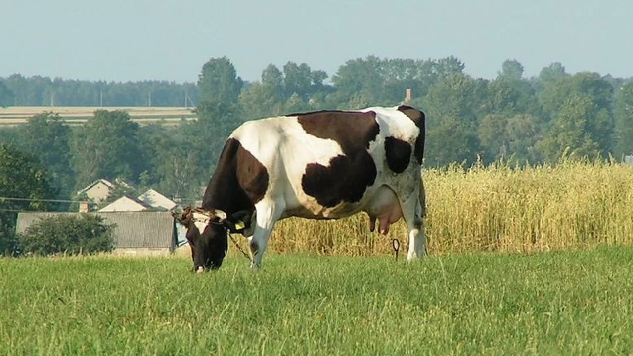 Z pastwisk i łąk giną krowy. Nielegalny ubój?