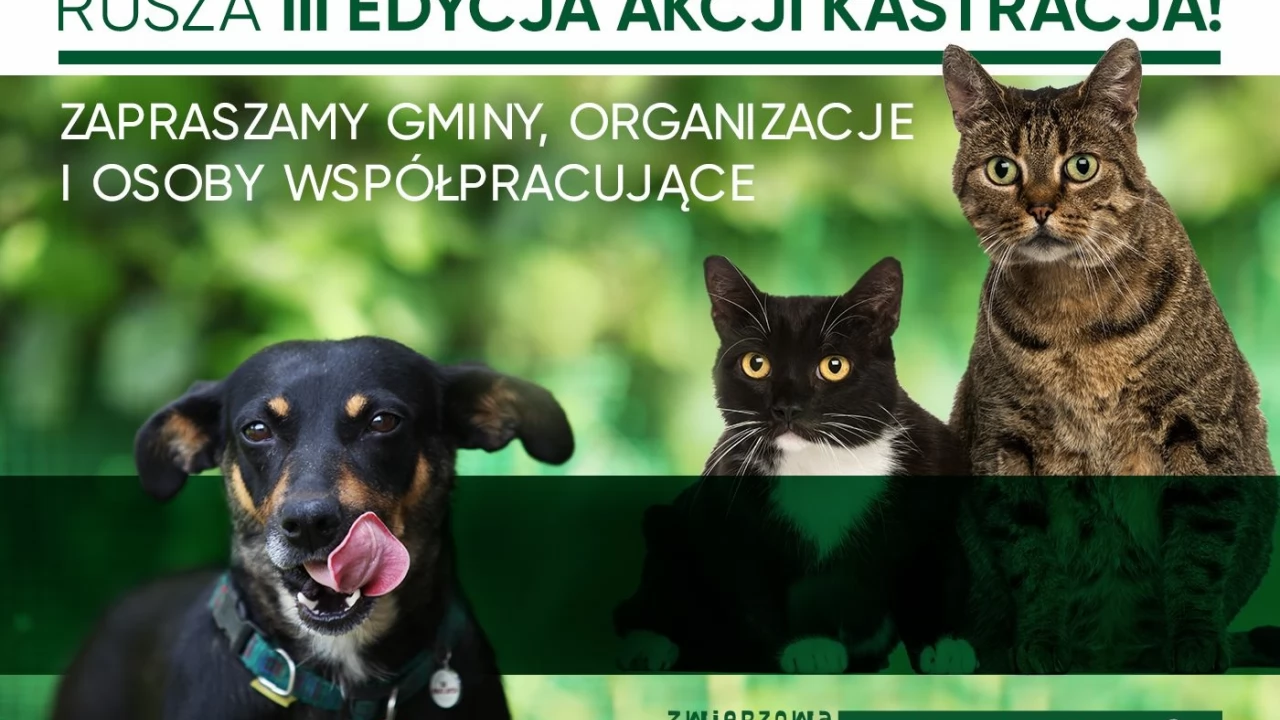 Jak rozwiązać problem bezdomności zwierząt w Polsce?