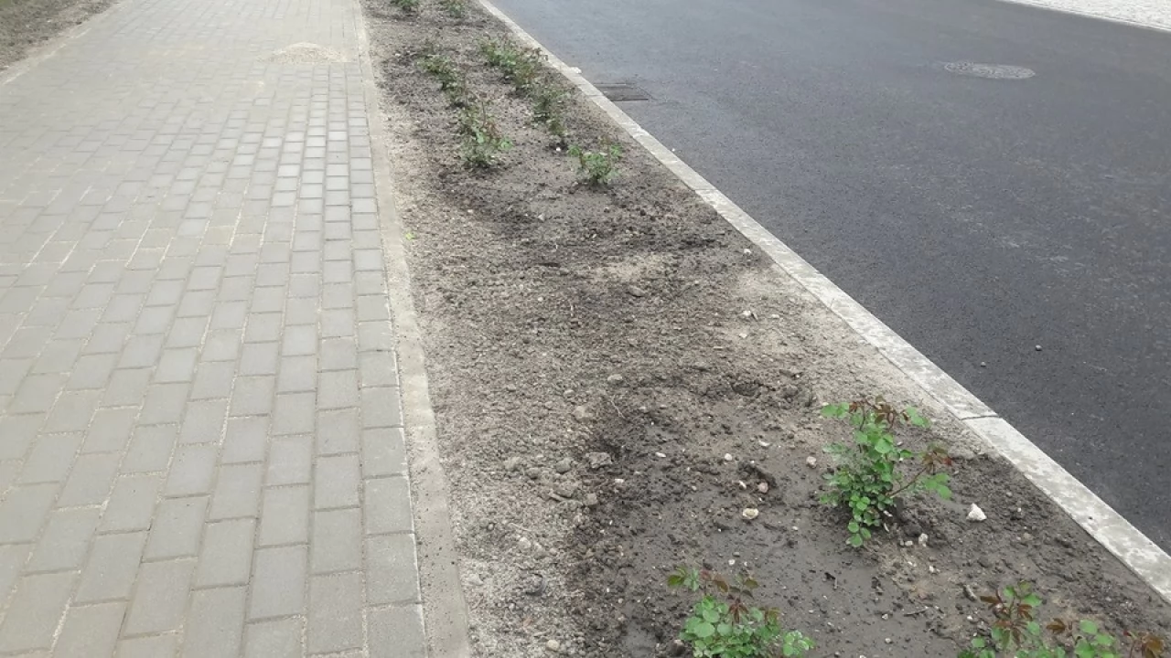 Jeszcze nie zdążyli wszystkiego nasadzić, a część już rozkradziono...