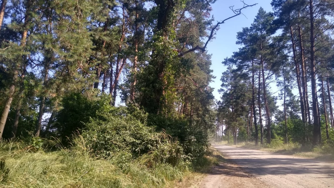 Kamery pułapki polują na leśnych śmieciarzy
