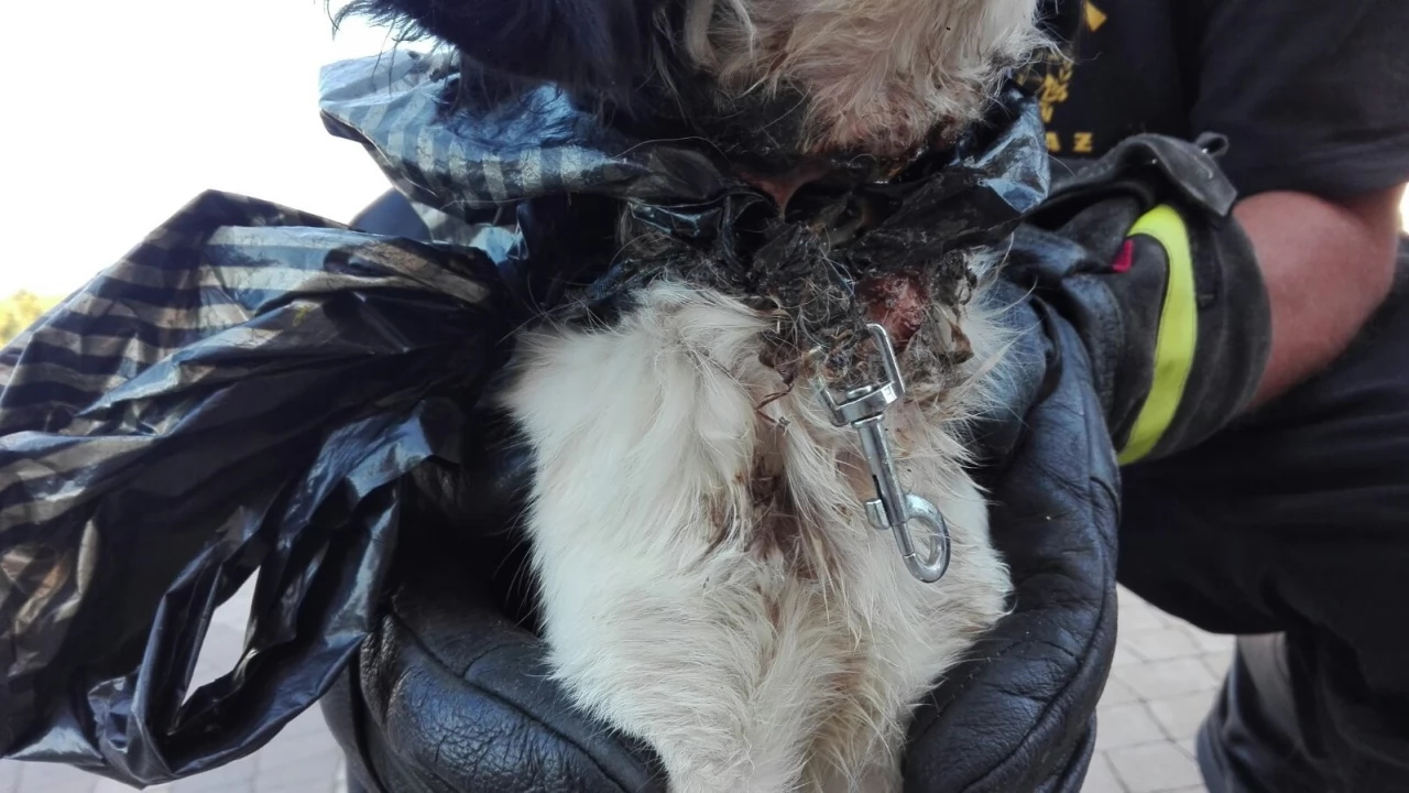 Policjanci ustalają, kto tak bestialsko potraktował psa