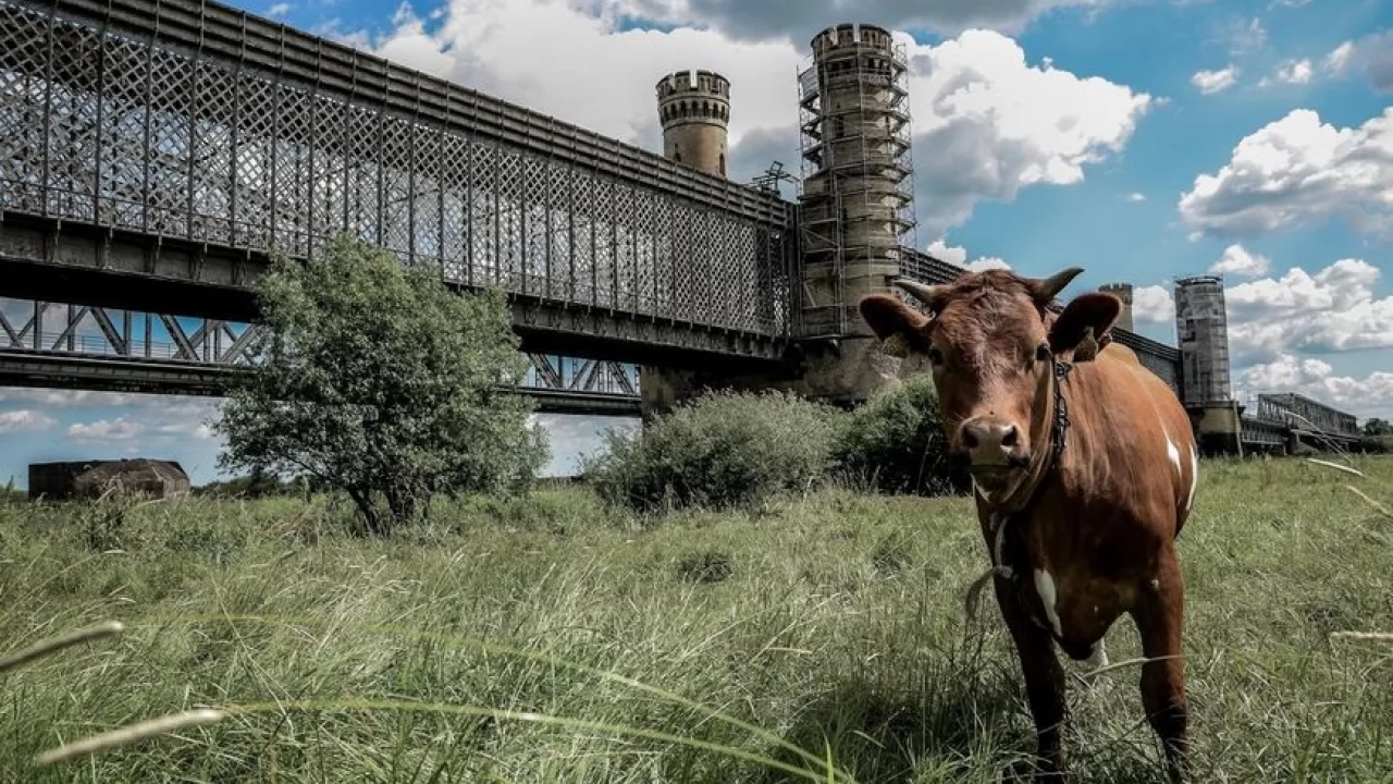 Wybrano najpiękniejsze fotografie lata - zobacz niezwykłe ujęcia zwierząt