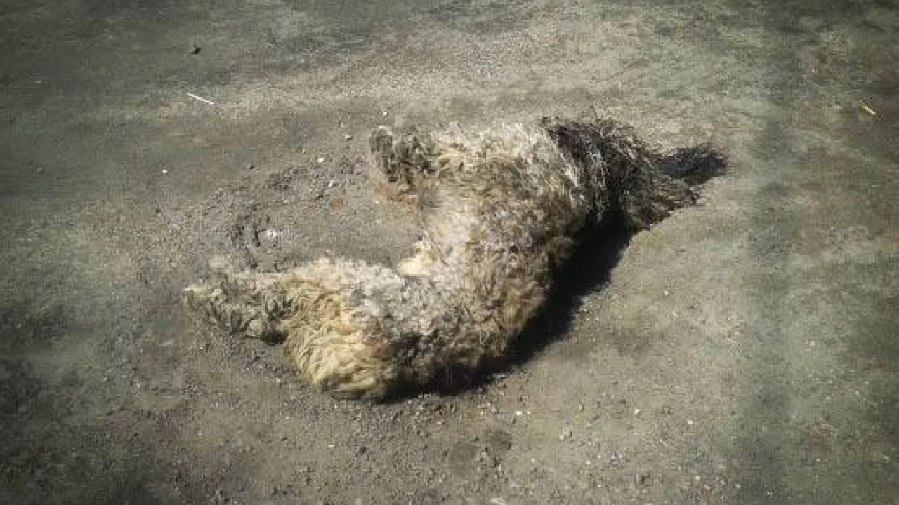Animalsi walczą o życie psa, który został skopany, bo denerwował właściciela suki z cieczką