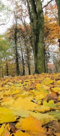 Park