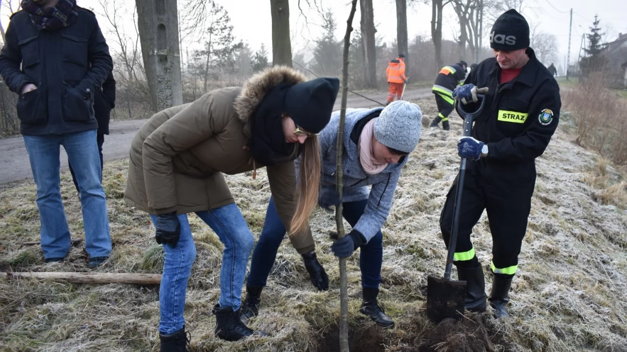 Uzupełniali drzewostan - 27 nowych lip