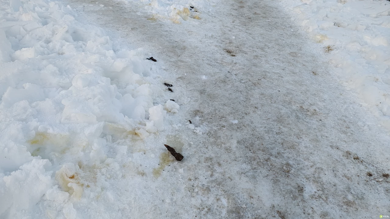 Plaga niesprzątających po swoich pupilach
