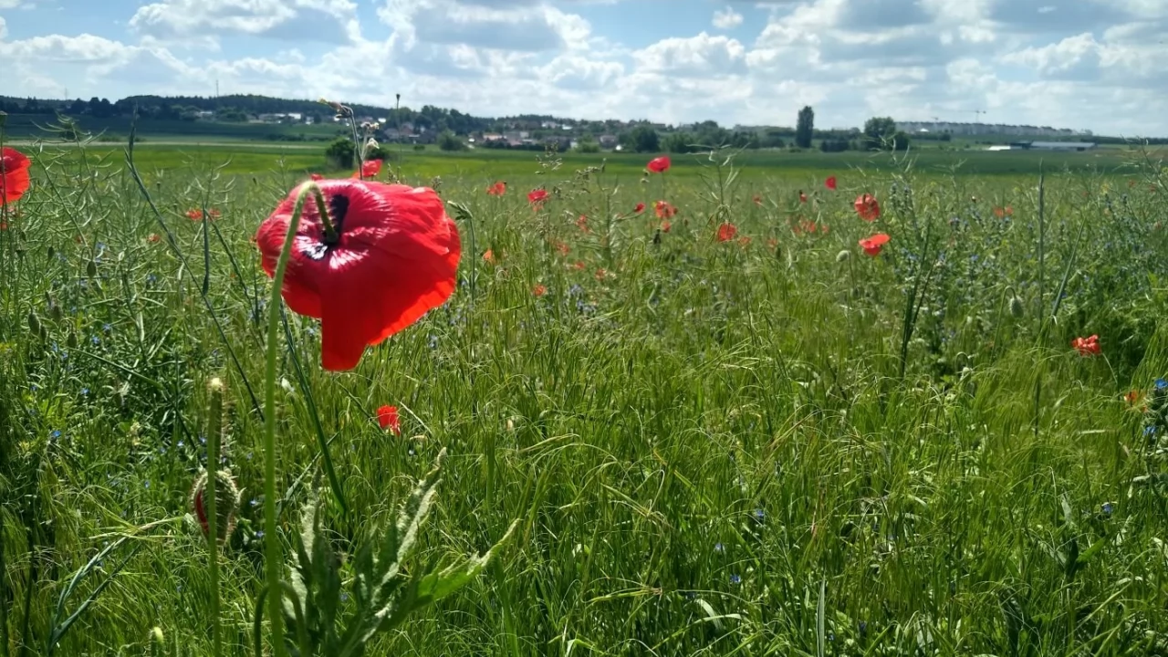 Pierwszy dzień lata i najdłuższy w roku