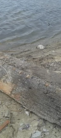 Czy to fragment kilkusetletniej łodzi?
