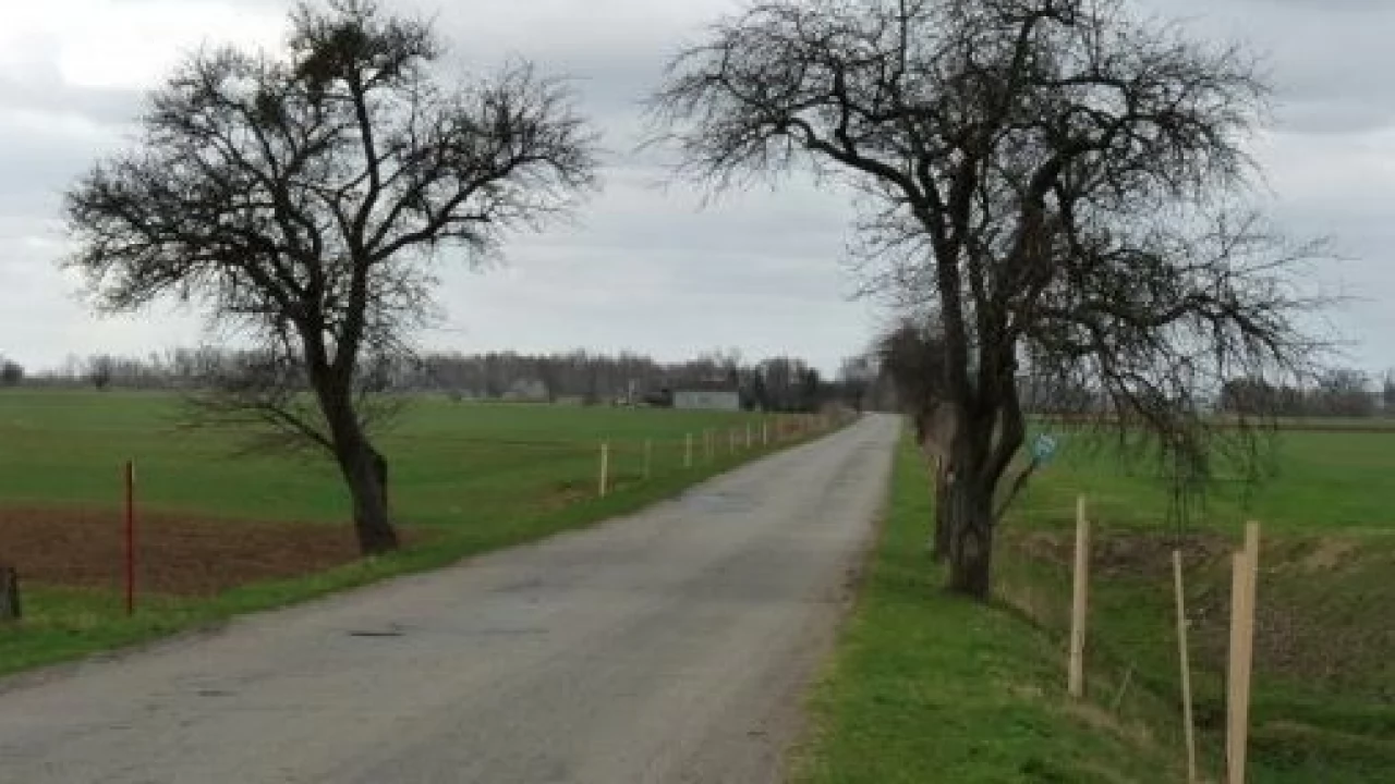 Część drzew z owocowej alei nie pójdzie pod topór?