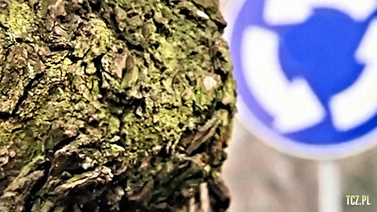 Szkodnik zaatakował pnie - drzewa poszły pod młotek
