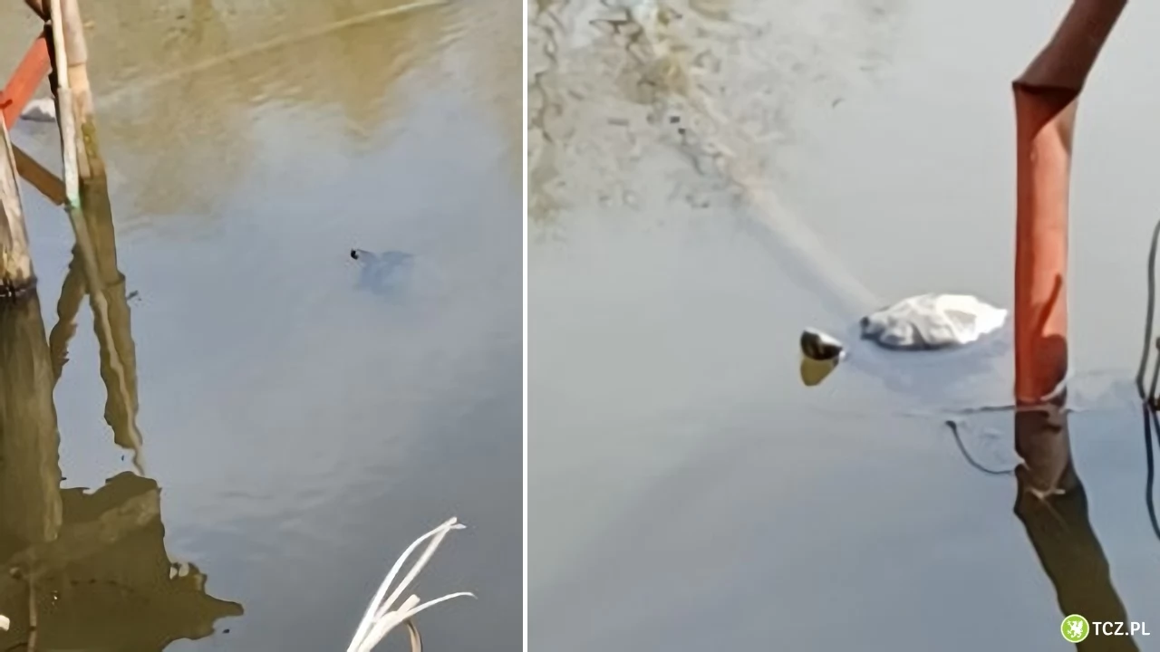 W jeziorku na Górkach żyją... żółwie
