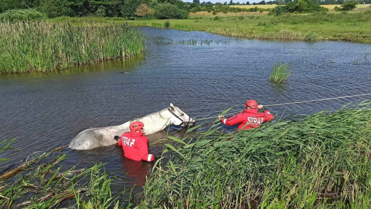 Uratowali konia uwięzionego w mule. Pomógł dźwig