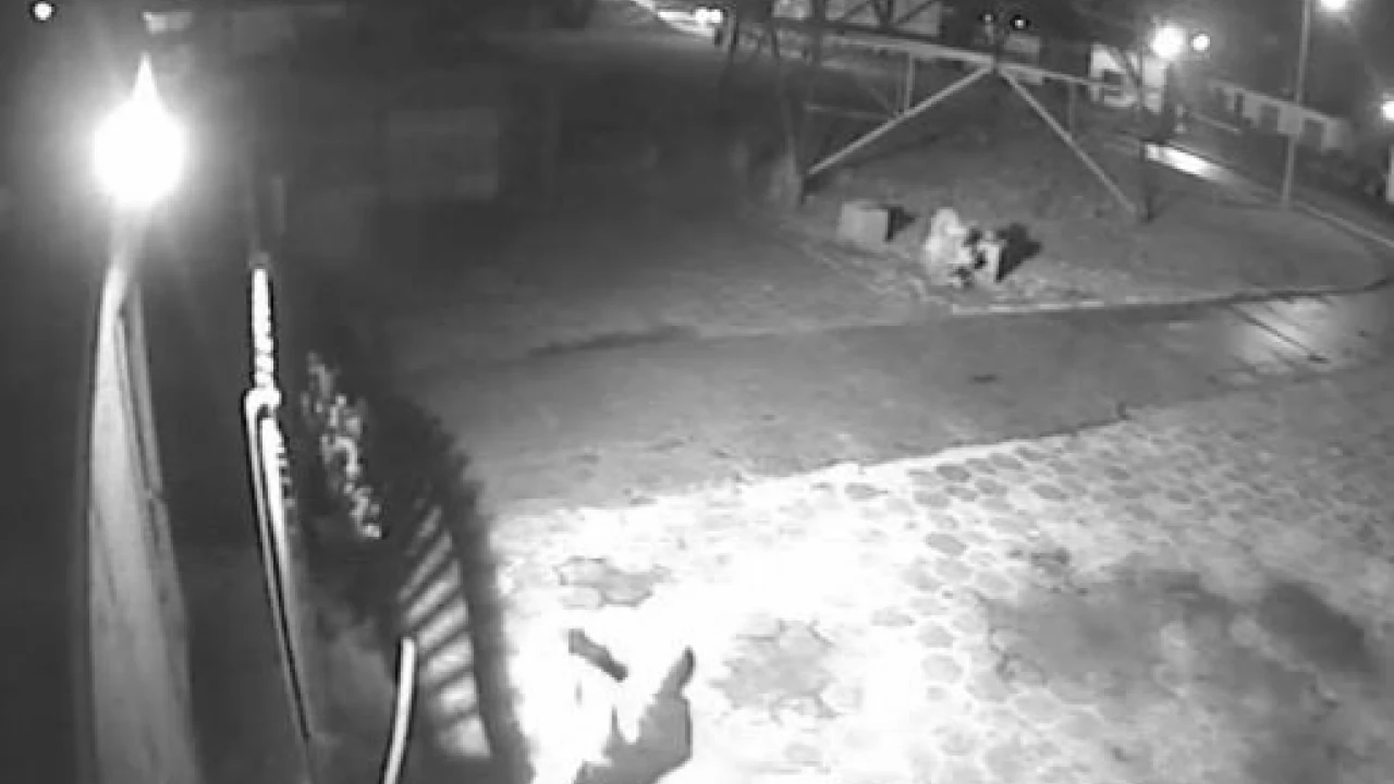 Pracownicy schroniska wstrząśnięci - ktoś w barbarzyński sposób przerzucił psa przez ogrodzenie