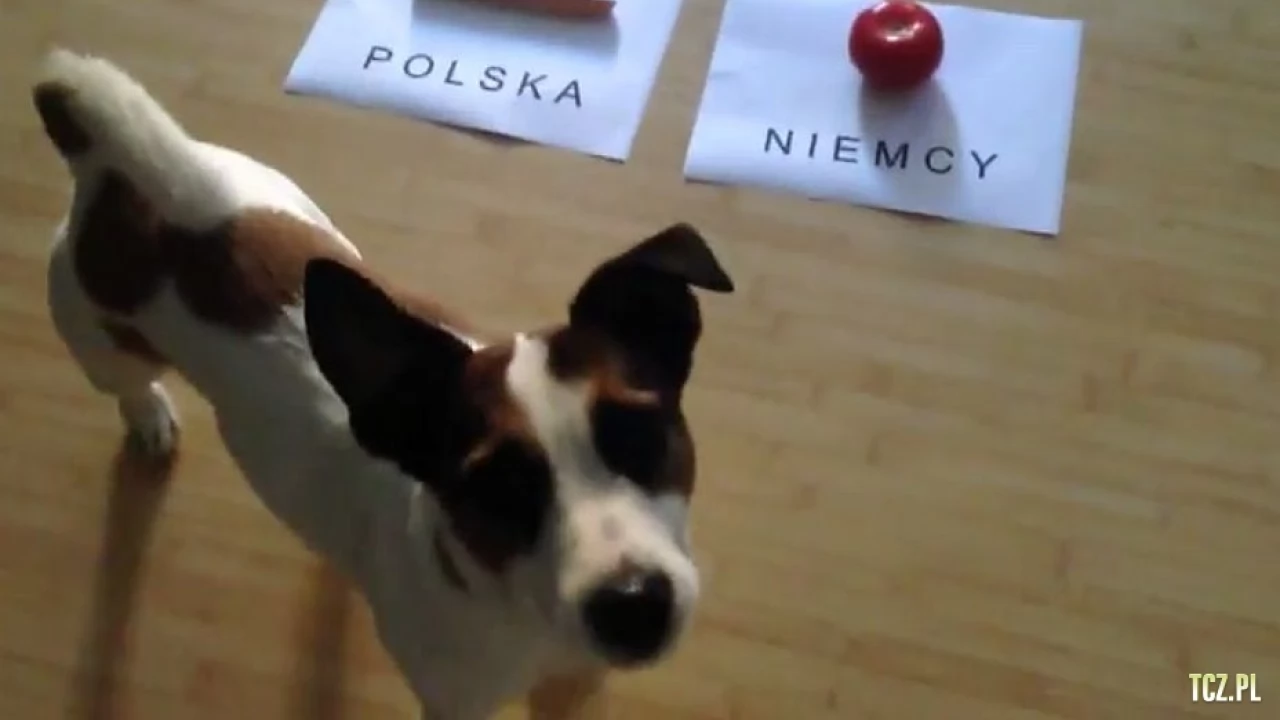 Dziś Tczew kibicuje. A Homer już wytypował wynik...