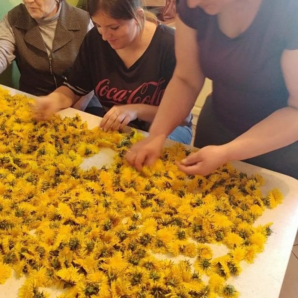 Panie z Koła Gospodyń Wiejskich gotują Kociewski Syrop z Mniszka