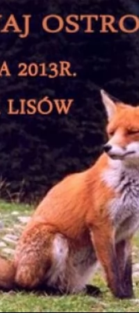 Szczepienia dzikich lisów