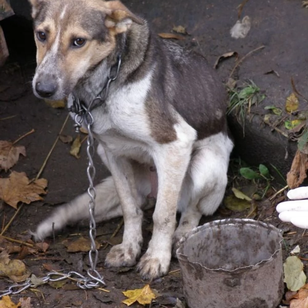 Dzisiaj (01.07) Światowy Dzień Psa. OTOZ Animals apeluje - pamiętajmy o losie psów łańcuchowych