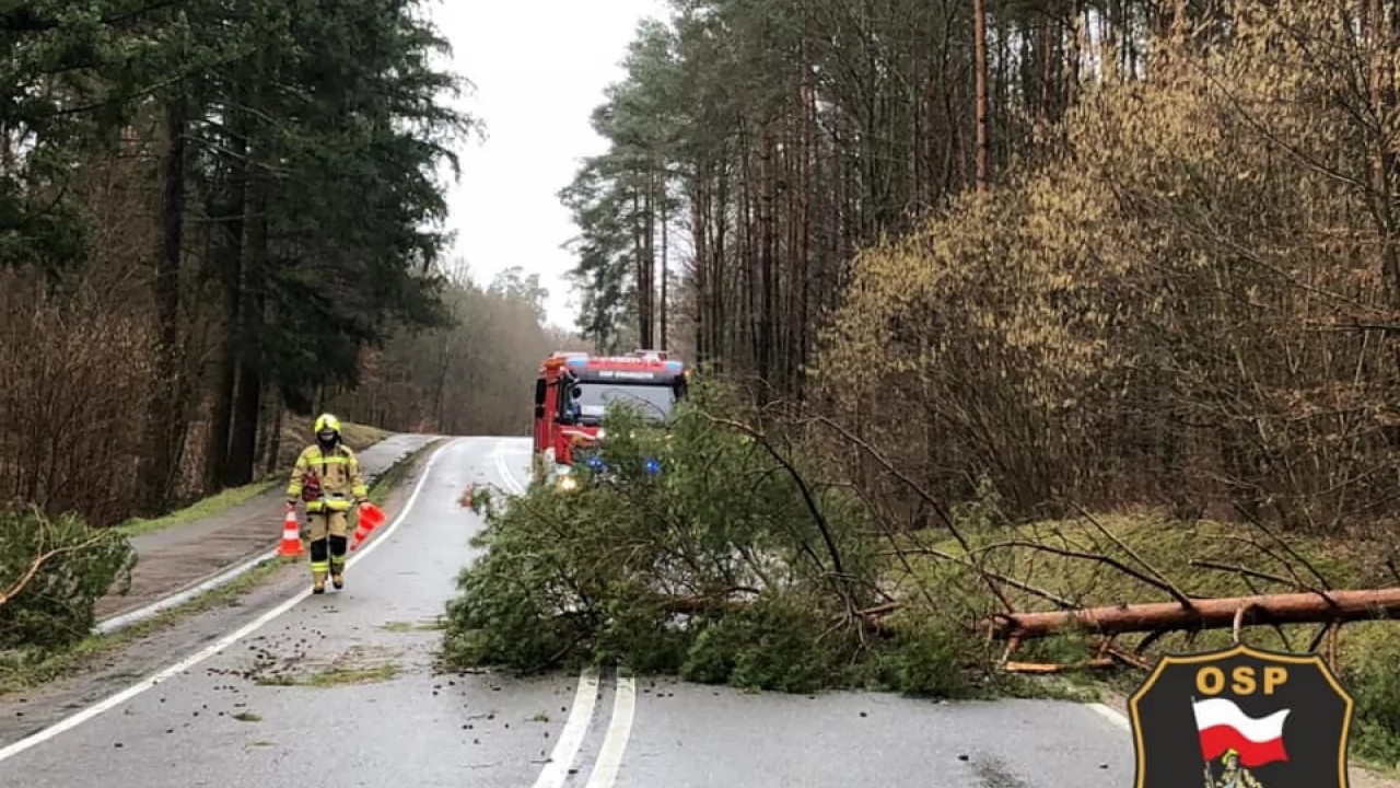 Połamane drzewa, odbiorcy bez prądu - wichura w powiecie tczewskim