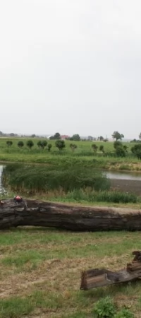 1100 letni dąb z Wielkich Walichnów