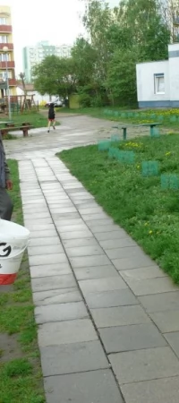 Szpaler drzewek zasadzono dzisiejszego ranka
