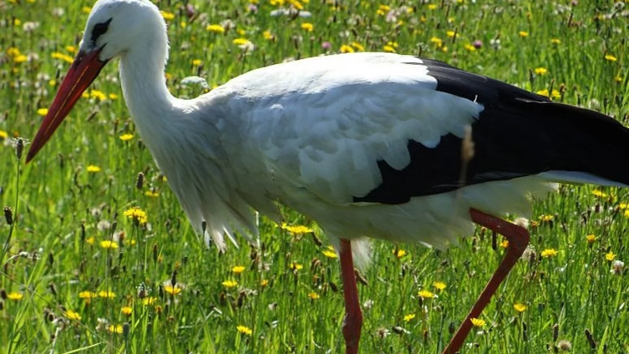 Pogoda nie rozpieszcza bocianów. Jak możemy im pomóc?