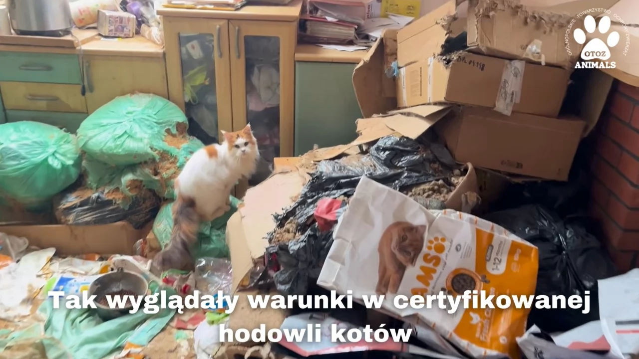Kocie zwłoki w zamrażalniku między chlebem a warzywami! Dramatyczna interwencja OTOZ Animals