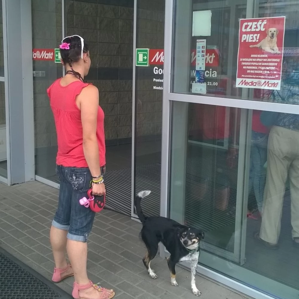 W upały nie zostawiaj psa przed sklepem