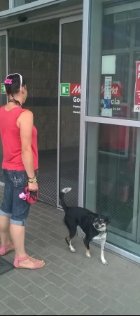 W upały nie zostawiaj psa przed sklepem