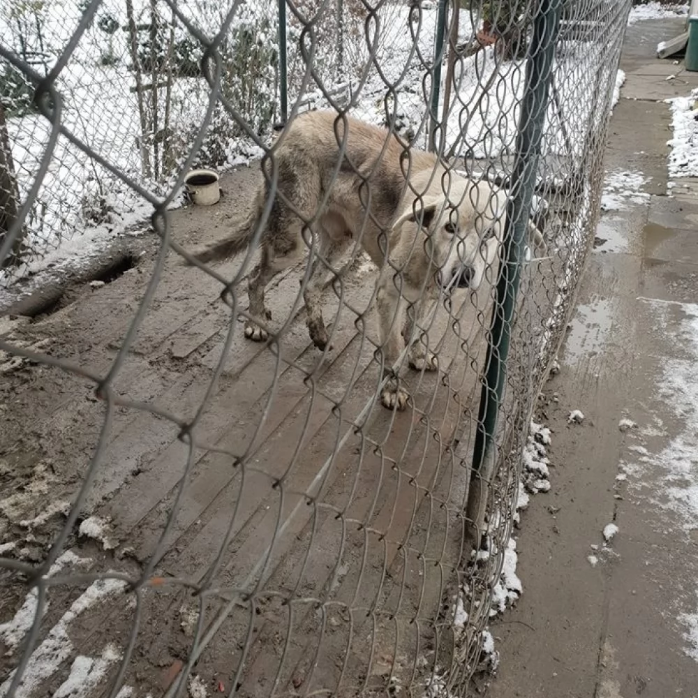 Wychudzony, zapchlony, sam "leczył się" po wypadku. Animalsi chcą ukarania właścicielki Asa