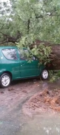 Drzewo przygniotło samochód w gminie Gniew