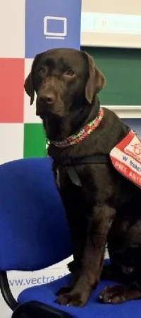Czoka
