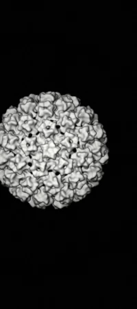 HPV, Human Papilloma Virus