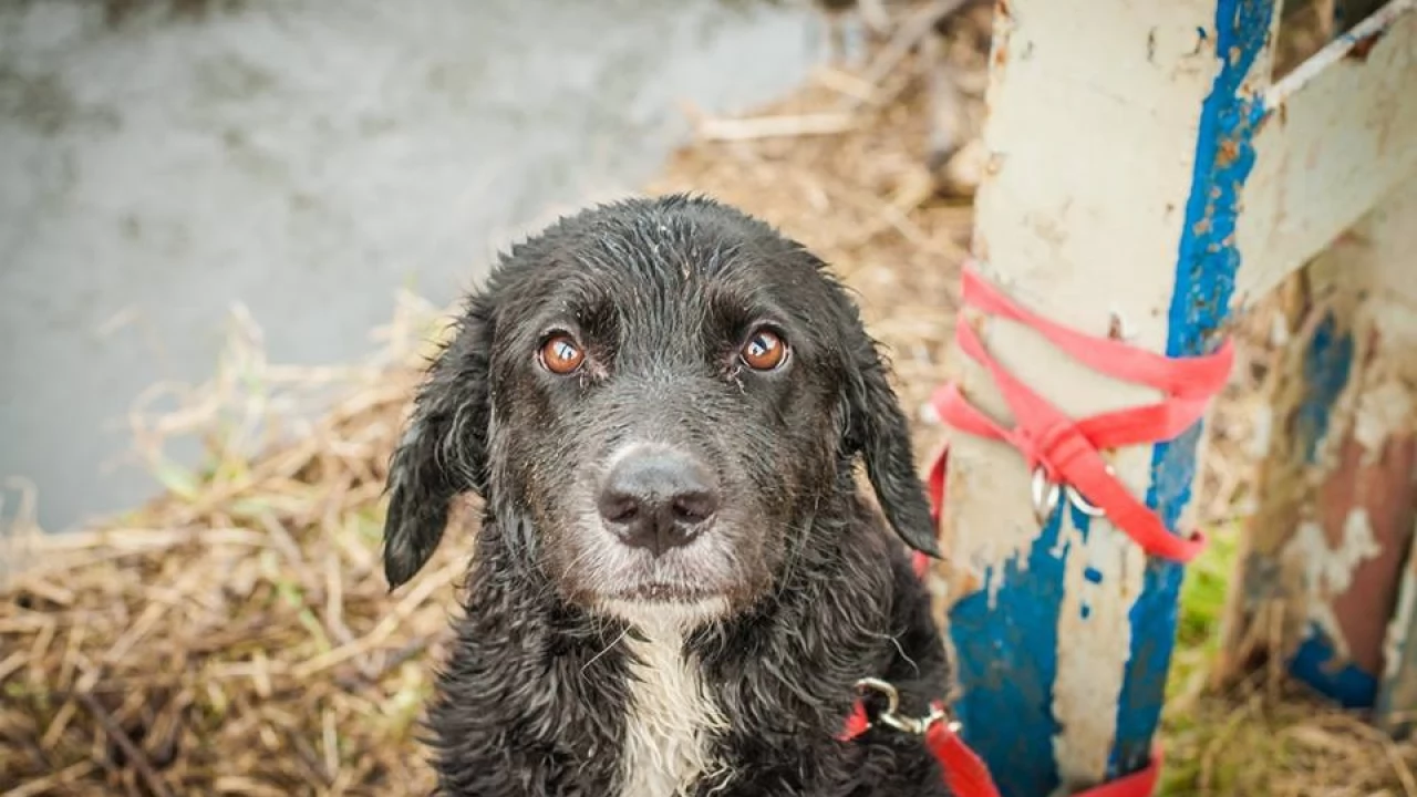 Ktoś porzucił psa na pewną śmierć. Animalsi powiadamiają prokuraturę