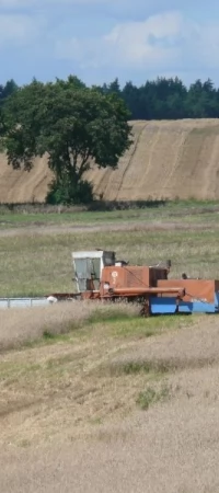pole, żniwa, wieś