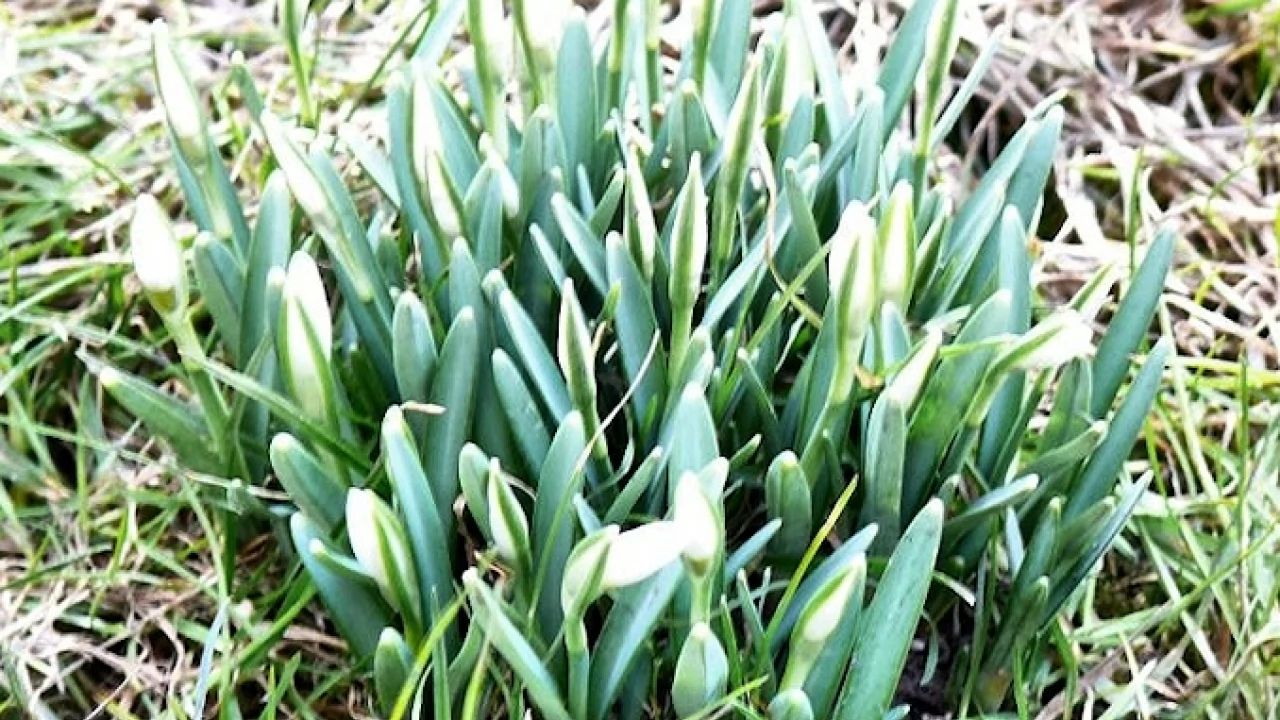 Jutro prawdziwie wiosenne temperatury - nawet 17C