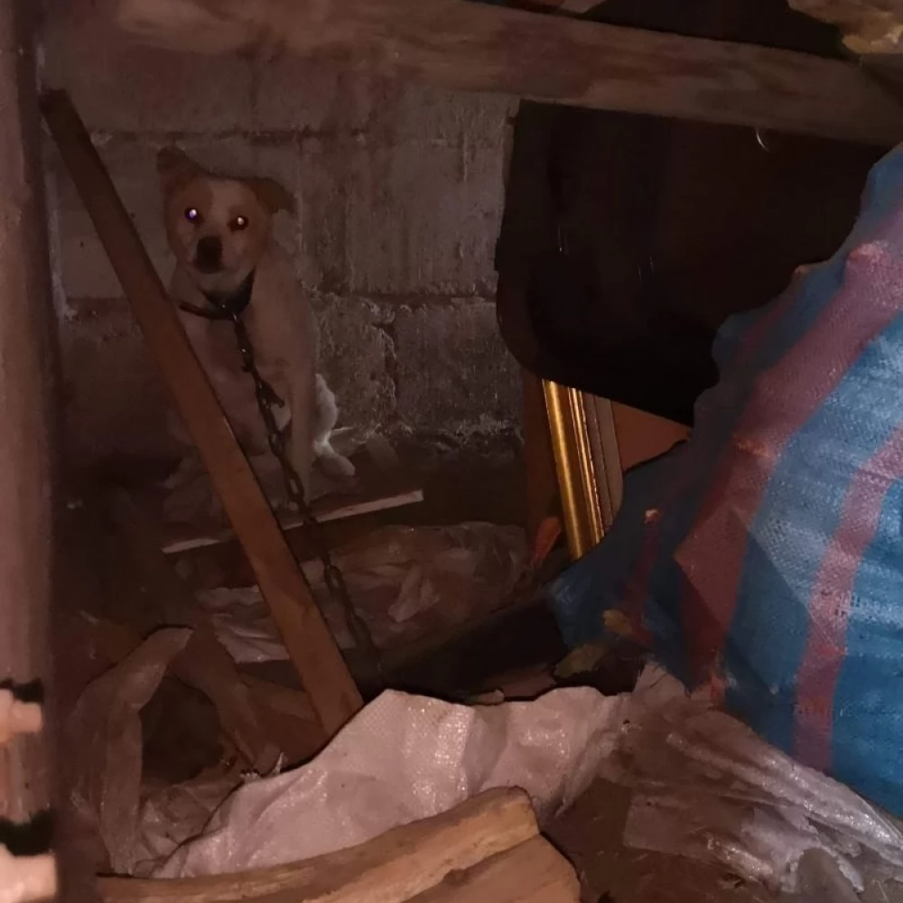 Bez jedzenia, picia, na krótkim łańcuchu. Lusia szuka nowego domu