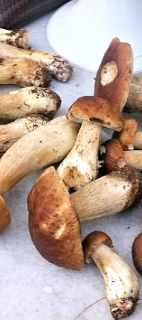 Grzyby
