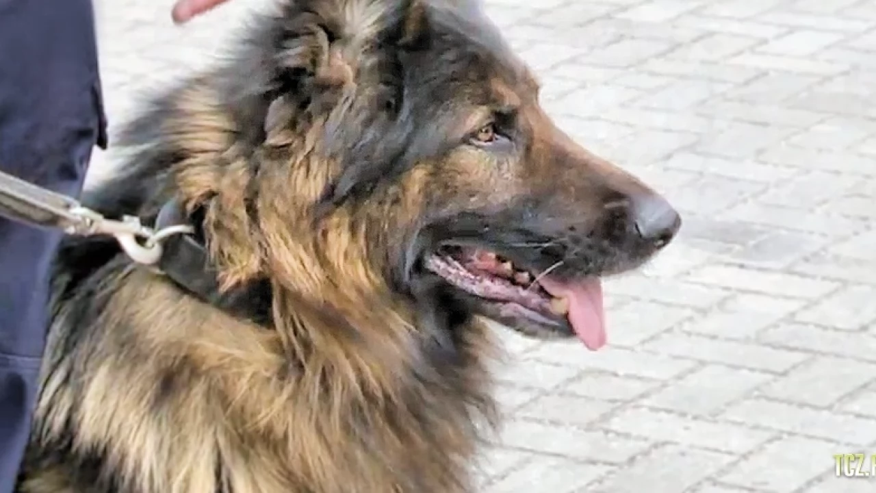 Policja reaguje na sygnał o psie