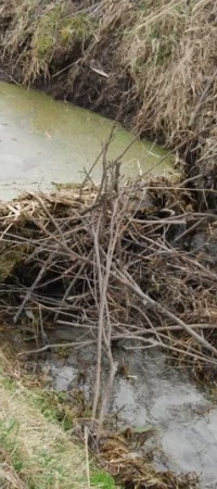 Niszczycielska działalność bobrów w gminie Gniew