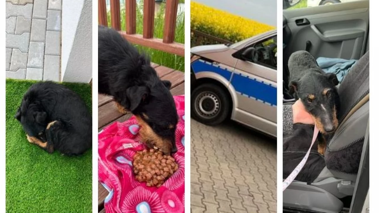Kulejący piesek przy ruchliwej trasie. Pomogli policjanci
