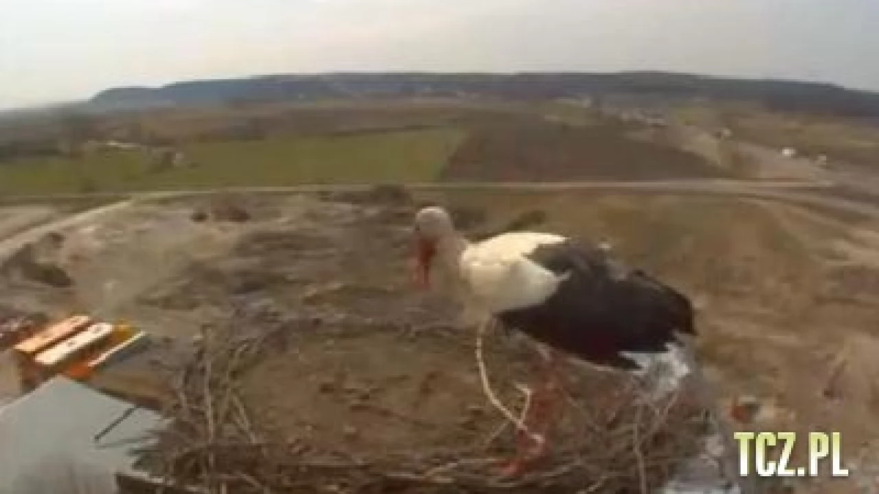 Na przekór zimie przyleciał! Pierwszy bocian w monitorowanym gnieździe